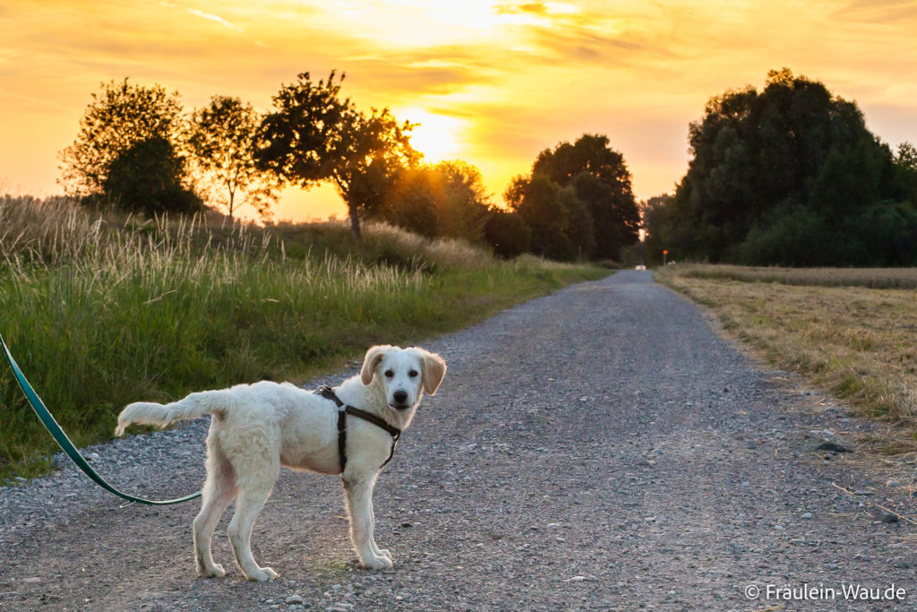 Unser erster Pflegehund Fiocetto, war gleich ein Herdenschutzhund-Mix. Hier ist er als 4 Monate alter Welpe bei seiner ersten größeren Gassirunde im Sonnenuntergang zu sehen. Alles über Fio erfährst du hier.