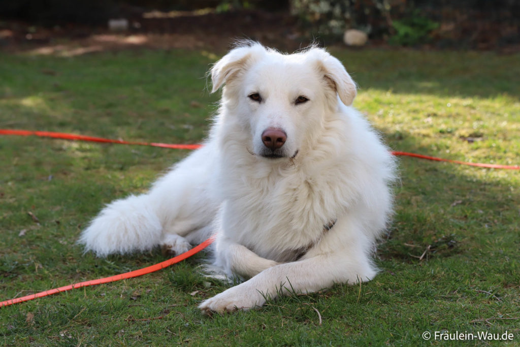 Maremmano-Mix Lino hat sich mit seiner ruhigen Herdenschutzhund-Art in unsere Herzen geschlichen. Er hat es einfach drauf herrschaftlich in der Wiese zu liegen und alles ganz genau im Auge zu behalten. Alles über Lino erfährst du hier.