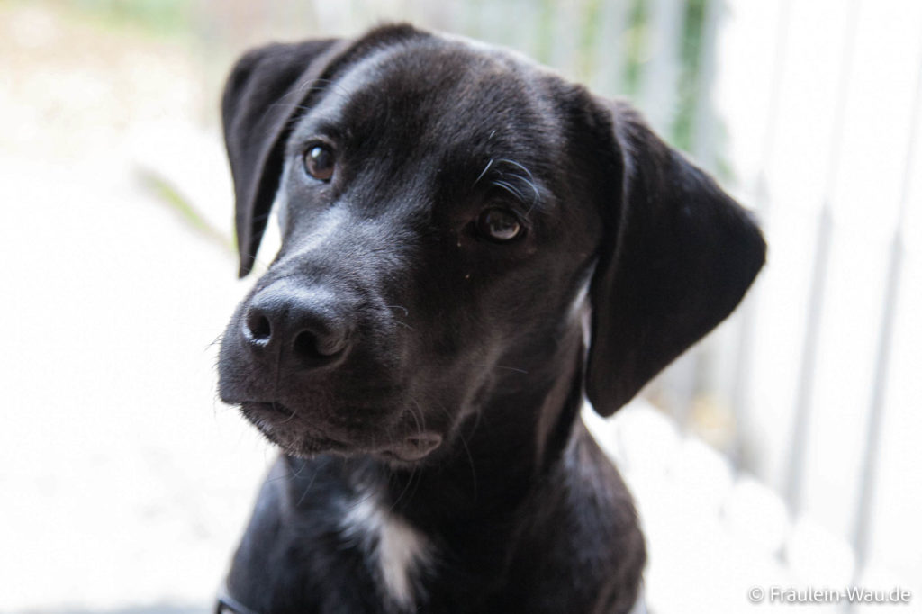Pechvogel Nero, ein schwarzer Labrador-Terrier Mischling konnte für Fotos sehr unschuldig schauen, obwohl er es faustdick hinter den Ohren hatte. Alles über Nero erfährst du hier.